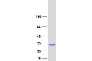 Western Blotting (WB) image for COX4 Neighbor (COX4NB) (Transcript Variant 1) protein (Myc-DYKDDDDK Tag) (ABIN2712527)