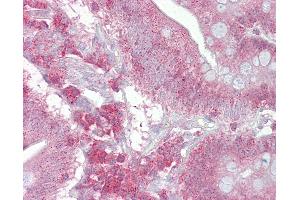 Anti-PSEN1 / Presenilin 1 antibody IHC of human small intestine. (Presenilin 1 抗体  (AA 300-349))