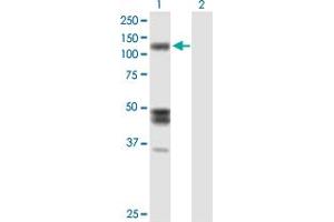 Western Blot analysis of IARS expression in transfected 293T cell line by IARS MaxPab polyclonal antibody. (IARS 抗体  (AA 1-1055))