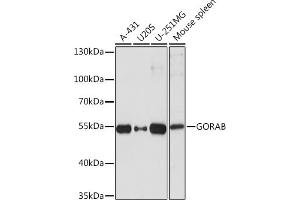 Western blot analysis of extracts of various cell lines, using GORAB Rabbit pAb (ABIN7267499) at 1:1000 dilution. (GORAB 抗体  (AA 1-100))