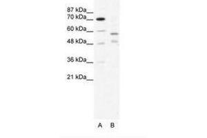 Image no. 1 for anti-Tripartite Motif Containing 23 (TRIM23) (C-Term) antibody (ABIN203204) (TRIM23 抗体  (C-Term))