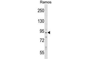 Western Blotting (WB) image for anti-Protein Phosphatase 1, Regulatory Subunit 9B, Spinophilin (PPP1R9B) (AA 23-53), (N-Term) antibody (ABIN953658)