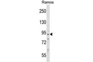 Western blot analysis of Neurabin-2 Antibody (N-term) in Ramos cell line lysates (35ug/lane).