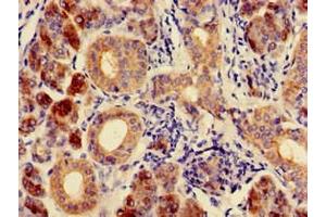 Immunohistochemistry of paraffin-embedded human salivary gland tissue using ABIN7146731 at dilution of 1:100 (CA6 抗体  (AA 17-172))