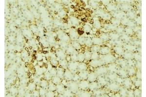 ABIN6277421 at 1/100 staining Mouse kidney tissue by IHC-P. (PARD6A 抗体  (N-Term))