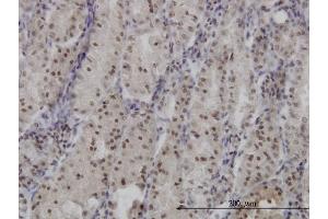 Immunoperoxidase of monoclonal antibody to FOXO3A on formalin-fixed paraffin-embedded human stomach. (FOXO3 抗体  (AA 361-460))