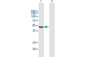 Western Blot analysis of AMBP expression in transfected 293T cell line by AMBP MaxPab polyclonal antibody. (AMBP 抗体  (AA 1-352))