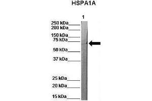 WB Suggested Anti-Hspa1a Antibody  Positive Control: Lane 1:841 µg pig serum Primary Antibody Dilution: 1:0000Secondary Antibody: Anti-rabbit-HRP Secondry  Antibody Dilution: 1:0000Submitted by: Martina Ondrovics, University of Veterinary Medicine Vienna (HSP70 1A 抗体  (N-Term))