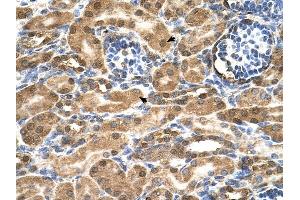 SDF2 antibody was used for immunohistochemistry at a concentration of 4-8 ug/ml to stain Epithelial cells of renal tubule (arrows) in Human Kidney. (SDF2 抗体  (N-Term))