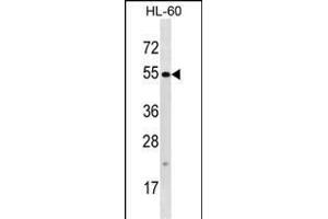 TTC34 Antibody (C-term) (ABIN1537441 and ABIN2848517) western blot analysis in HL-60 cell line lysates (35 μg/lane). (TTC34 抗体  (C-Term))