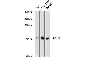 Western blot analysis of extracts of various cell lines using TCL1B Polyclonal Antibody at dilution of 1:3000. (TCL1B 抗体)