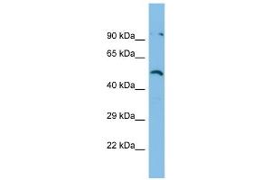 Host:  Rabbit  Target Name:  ZNF480  Sample Type:  RPMI-8226 Whole Cell lysates  Antibody Dilution:  1. (ZNF480 抗体  (N-Term))