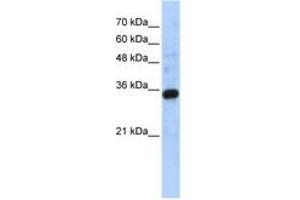 Image no. 1 for anti-Complement C1q Tumor Necrosis Factor-Related Protein 4 (C1QTNF4) (C-Term) antibody (ABIN6743641) (C1QTNF4 抗体  (C-Term))