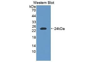 Western Blotting (WB) image for anti-Granzyme K (Granzyme 3, Tryptase II) (GZMK) (AA 44-227) antibody (ABIN1868309) (GZMK 抗体  (AA 44-227))