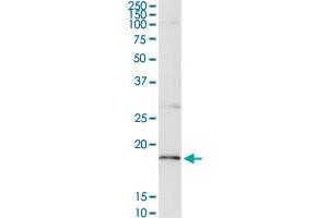 CD247 MaxPab rabbit polyclonal antibody.