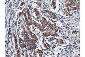 Image no. 2 for anti-Heme Oxygenase (Decycling) 2 (HMOX2) antibody (ABIN1498691) (HMOX2 抗体)