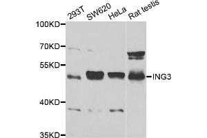 Western blot analysis of extracts of various cell lines, using ING3 antibody (ABIN5973445) at 1/1000 dilution. (ING3 抗体)