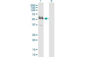 Western Blot analysis of LRRFIP2 expression in transfected 293T cell line by LRRFIP2 MaxPab polyclonal antibody. (LRRFIP2 抗体  (AA 1-400))