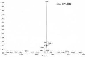 Mass Spectrometry (MS) image for Histone 3 (H3) (H3K4me3) protein (ABIN2669566) (Histone 3 Protein (H3) (H3K4me3))