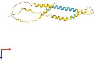 AlphaFold protein structure predicition of Human Recombinant C8orf44 Protein, UniprotID Q96CB5