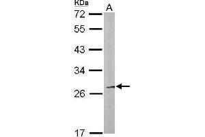 WB Image Sample (50 ug of whole cell lysate) A: Mouse liver 12% SDS PAGE antibody diluted at 1:500 (FAM122B 抗体)
