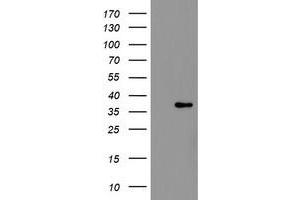 Image no. 5 for anti-Replication Factor C (Activator 1) 2, 40kDa (RFC2) (AA 1-234) antibody (ABIN1490618) (RFC2 抗体  (AA 1-234))