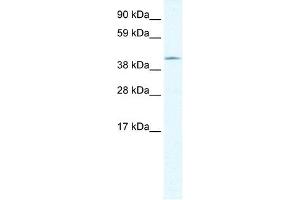 GIOT-1 antibody (20R-1114) used at 0. (ZNF461 抗体  (N-Term))