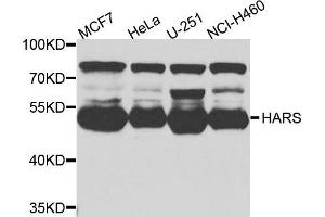 Western blot analysis of extracts of various cells, using HARS antibody. (HARS1/Jo-1 抗体)