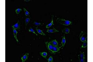 Immunofluorescent analysis of Hela cells using ABIN7157745 at dilution of 1:100 and Alexa Fluor 488-congugated AffiniPure Goat Anti-Rabbit IgG(H+L) (KCNIP4 抗体  (AA 1-250))