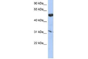 CYP4X1 antibody used at 1 ug/ml to detect target protein. (CYP4X1 抗体  (Middle Region))