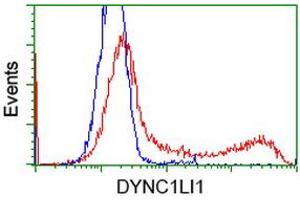 HEK293T cells transfected with either RC222010 overexpress plasmid (Red) or empty vector control plasmid (Blue) were immunostained by anti-DYNC1LI1 antibody (ABIN2452965), and then analyzed by flow cytometry. (DYNC1LI1 抗体)