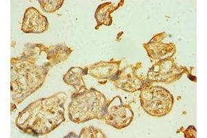 Immunohistochemistry of paraffin-embedded human placenta tissue using ABIN7145226 at dilution of 1:100 (BAG5 抗体  (AA 198-447))