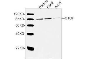 Western blot analysis of cell lysates using CTCF Antibody (ABIN399046, 2 µg/mL) The signal was developed with IRDyeTM 800 Conjugated Goat Anti-Rabbit IgG. (CTCF 抗体  (AA 150-200))
