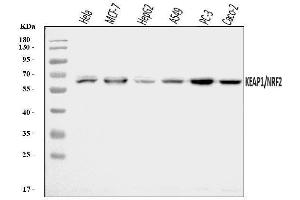 Western blot analysis of Keap1 using anti-Keap1 antibody (ABIN3043275).