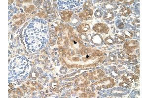 SPTLC1 antibody was used for immunohistochemistry at a concentration of 4-8 ug/ml to stain Epithelial cells of renal tubule (arrows) in Human Kidney. (SPTLC1 抗体  (Middle Region))