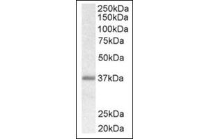 Image no. 1 for anti-Biglycan (BGN) (C-Term) antibody (ABIN375174) (Biglycan 抗体  (C-Term))