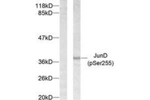 Western blot analysis of extracts from 293 cells treated with Forskolin, using JunD (Phospho-Ser255) Antibody. (JunD 抗体  (pSer255))
