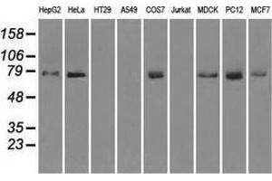 Western blot analysis of extracts (35 µg) from 9 different cell lines by using anti-FERMT2 monoclonal antibody. (FERMT2 抗体)