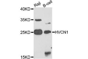 Western blot analysis of extracts of various cells, using HVCN1 antibody.