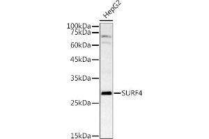 Western blot analysis of extracts of HepG2 cells, using SURF4 antibody (ABIN7270650) at 1:1000 dilution. (Surfeit 4 抗体  (AA 50-150))