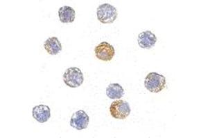 Immunohistochemistry (IHC) image for anti-TAR DNA Binding Protein (TARDBP) (Middle Region) antibody (ABIN1031116) (TARDBP 抗体  (Middle Region))
