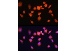 Immunofluorescence analysis of L929 cells using PG Rabbit pAb (ABIN1681335, ABIN3018417, ABIN3018418 and ABIN6220464) at dilution of 1:100 (40x lens). (PGAM1 抗体  (AA 1-254))