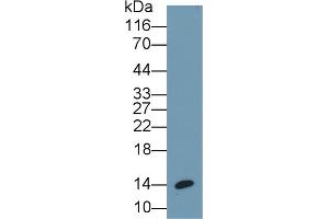 Detection of INS in Porcine Pancreas lysate using Monoclonal Antibody to Insulin (INS) (Insulin 抗体  (AA 25-110))