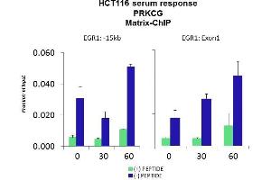 Quiescent human colon carcinoma HCT116 cultures were treated with 10 % FBS for three time points (0, 15, 30min) or (0, 30, 60min) were used in Matrix-ChIP and real-time PCR assays at EGR1 gene (Exon1) and 15kb upstream site. (PKC gamma 抗体  (N-Term))