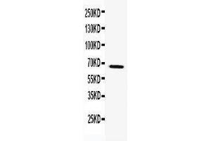 Anti-TRAF5 antibody, Western blotting WB: k562 Cell Lysate (TRAF5 抗体  (N-Term))