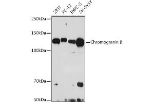 Western blot analysis of extracts of various cell lines, using Chromogranin B antibody (ABIN7266367) at 1:1000 dilution. (CHGB 抗体)