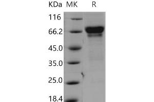 Western Blotting (WB) image for Tumor Necrosis Factor Receptor Superfamily, Member 9 (TNFRSF9) (Active) protein (Fc Tag) (ABIN7198517)