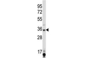 SIRT6 antibody western blot analysis in K562 lysate. (SIRT6 抗体  (AA 276-305))