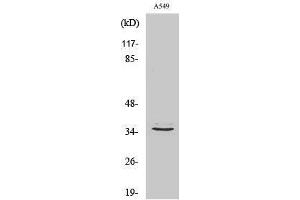 Western Blotting (WB) image for anti-G Protein-Coupled Receptor 82 (GPR82) (Internal Region) antibody (ABIN3175393) (GPR82 抗体  (Internal Region))