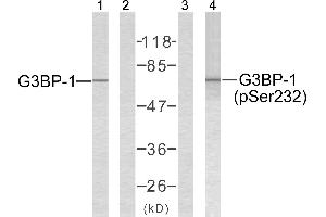 Western blot analysis of extracts from 293 cells using G3BP-1 (Ab-232) antibody (Line 1 and 2) and G3BP-1 (phospho-Ser232) antibody (Line 3 and 4).
